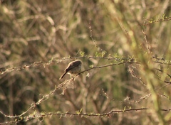 Auriparus flaviceps