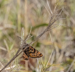 Eurranthis plummistaria
