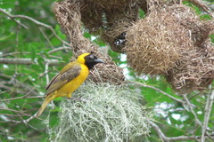 Ploceus intermedius cabanisii