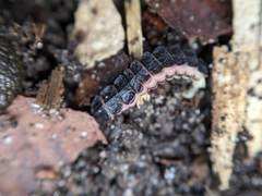 Phosphaenus hemipterus