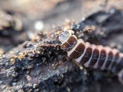 Phosphaenus hemipterus