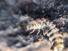 Phosphaenus hemipterus