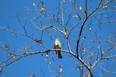 Turdus migratorius confinis