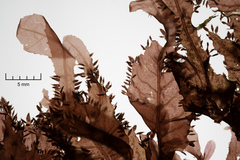Phycodrys rubens