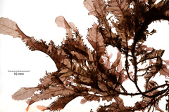 Phycodrys rubens