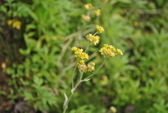 Pseudognaphalium affine