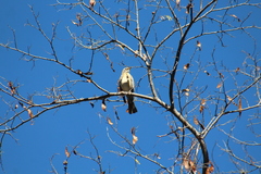 Turdus migratorius confinis
