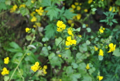 Sinosenecio oldhamianus