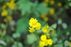 Sinosenecio oldhamianus