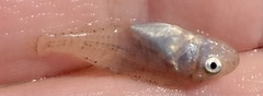 Sciaenops ocellatus