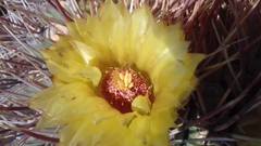 Ferocactus emoryi