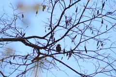 Turdus migratorius confinis