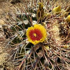 Ferocactus emoryi