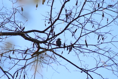 Turdus migratorius confinis