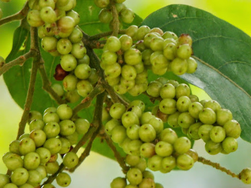 Antidesma coriaceum