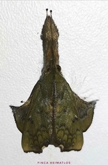 Desmoloma modesta