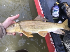 Gray Redhorse photo 4