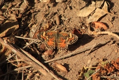 Phyciodes phaon phaon