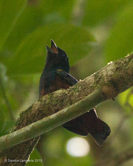 Euphonia pectoralis