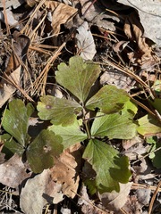 Waldsteinia