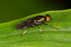 Nothomyia