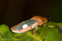 Proconiini