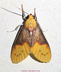 Evius aurococcinea