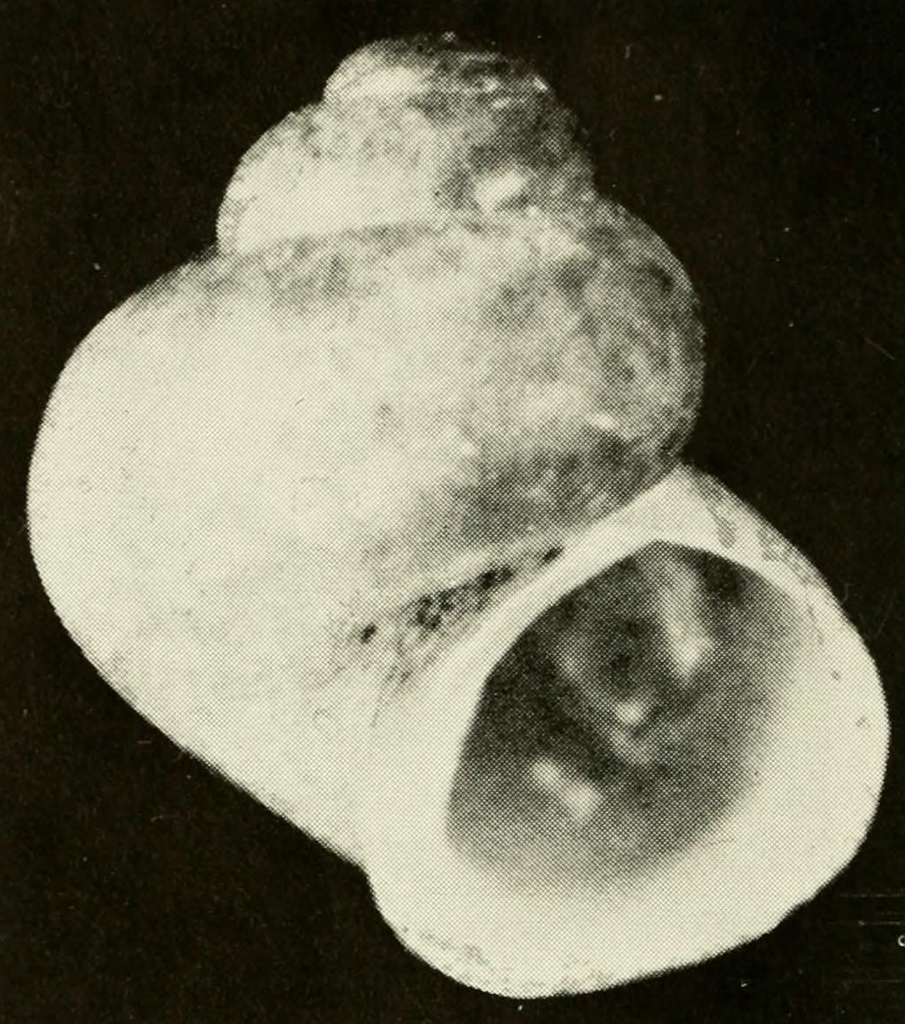 Clappia