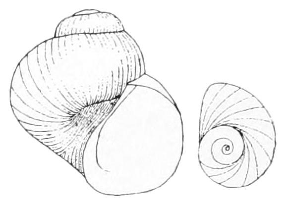 Umbilicate Pebblesnail
