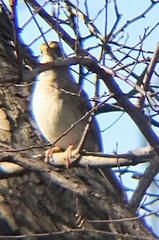 Zonotrichia leucophrys