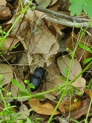 Pasimachus elongatus