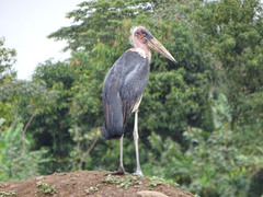 Leptoptilos crumenifer