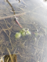 Cladophora glomerata