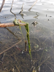 Cladophora glomerata