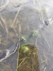 Cladophora glomerata