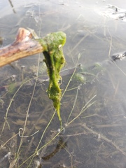 Cladophora glomerata