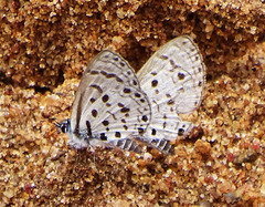 Azanus moriqua