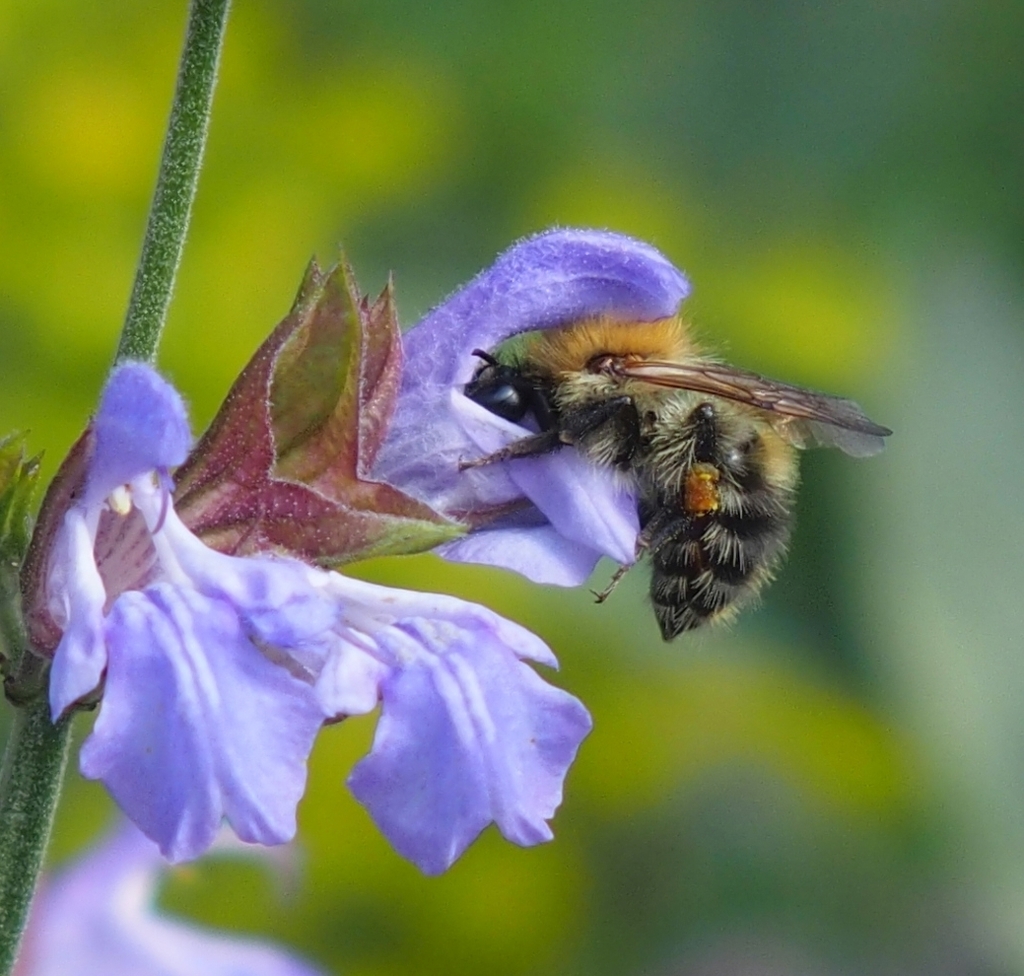 Common Carder Bumble Bee from Klosterneuburg, Österreich on June 09 ...