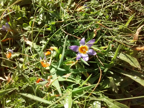 Romulea clusiana
