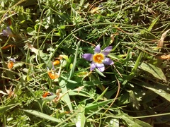 Romulea clusiana