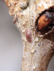 Parthenolecanium quercifex