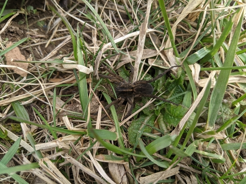 Wetland Giant Wolf Spider, Bloomingburg, OH 43106, USA, photo 7 of 10