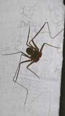 Phrynus operculatus