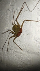 Phrynus operculatus