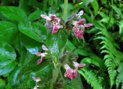 Stachys alpina