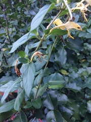 Lonicera japonica