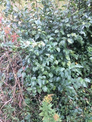 Lonicera japonica