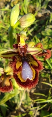 Ophrys speculum speculum