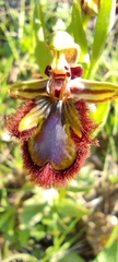 Ophrys speculum speculum