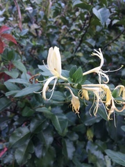 Lonicera japonica